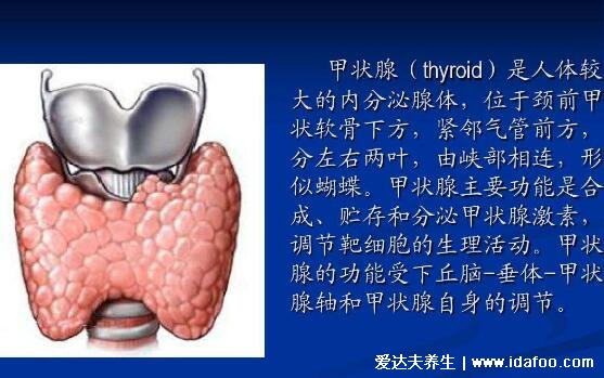 甲状腺位置图高清示意图，警惕脖子异常变粗有凸起肿块的情况