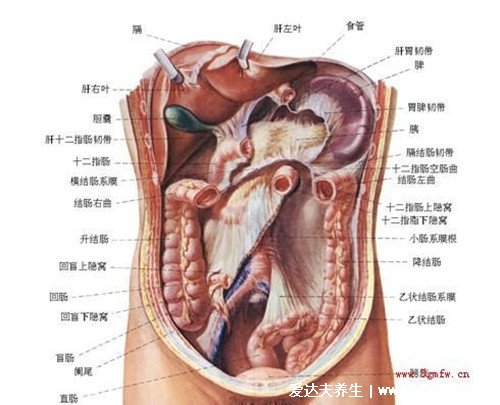 最详细的人身36个器官名称，皮肤人体是最大的器官
