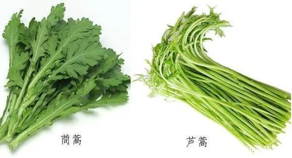 芦蒿和茼蒿的区别图片,芦蒿一般不吃叶子/茼蒿吃嫩叶(4大不同)