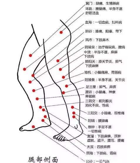 腿部经络图6条的走向及穴位图，四肢经络口诀更好记忆