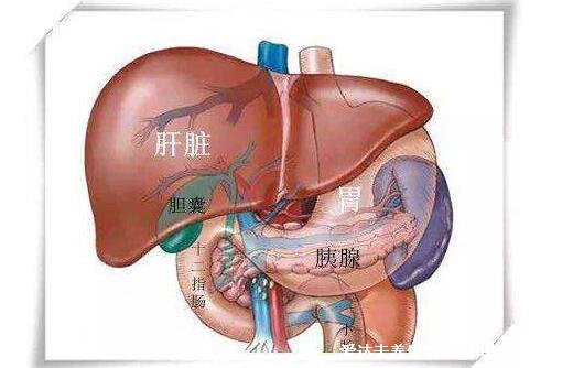 胰腺在人体的哪个部位图解，左上腹部肝脏左侧(附胰腺疼痛位置图片)