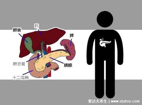 胰腺在人体的哪个部位图解，左上腹部肝脏左侧(附胰腺疼痛位置图片)