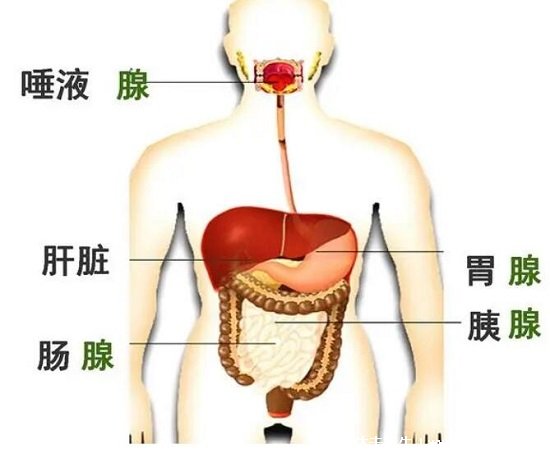 胰腺在人体的哪个部位图解，左上腹部肝脏左侧(附胰腺疼痛位置图片)