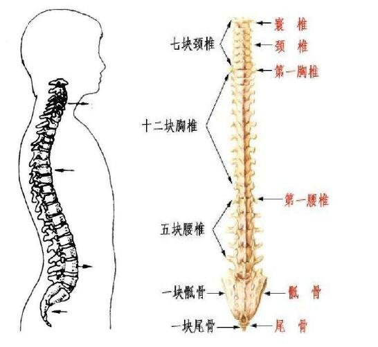 胰腺在人体的哪个部位图解，左上腹部肝脏左侧(附胰腺疼痛位置图片)