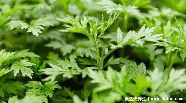 纯天然的驱蚊法太好了,无毒无公害~