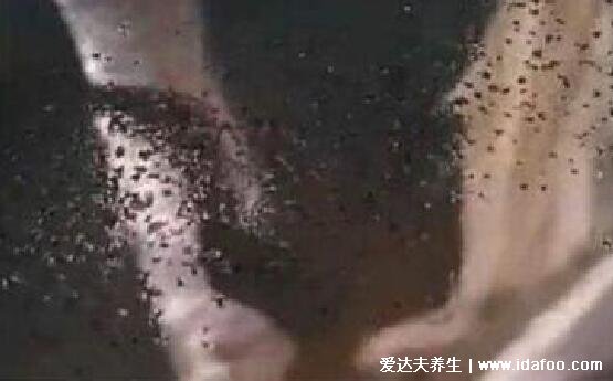 玉米男孩和芝麻女孩的图片及故事,过于恶心(密集恐惧症勿看)